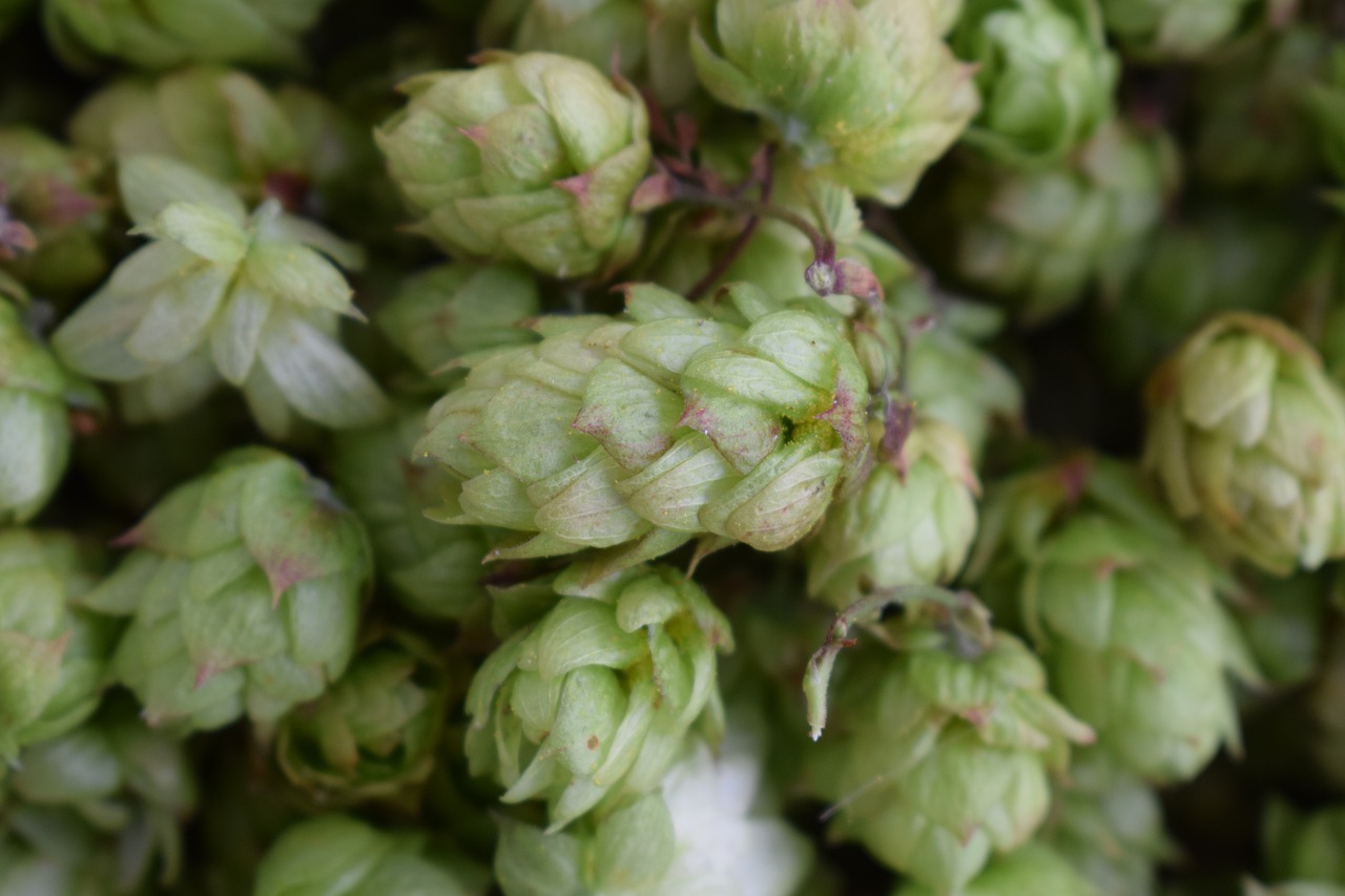 A pile of hops at Carver Brewing Company