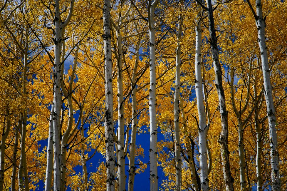 Birch Trees in Durango, with yellow leaves welcoming fall