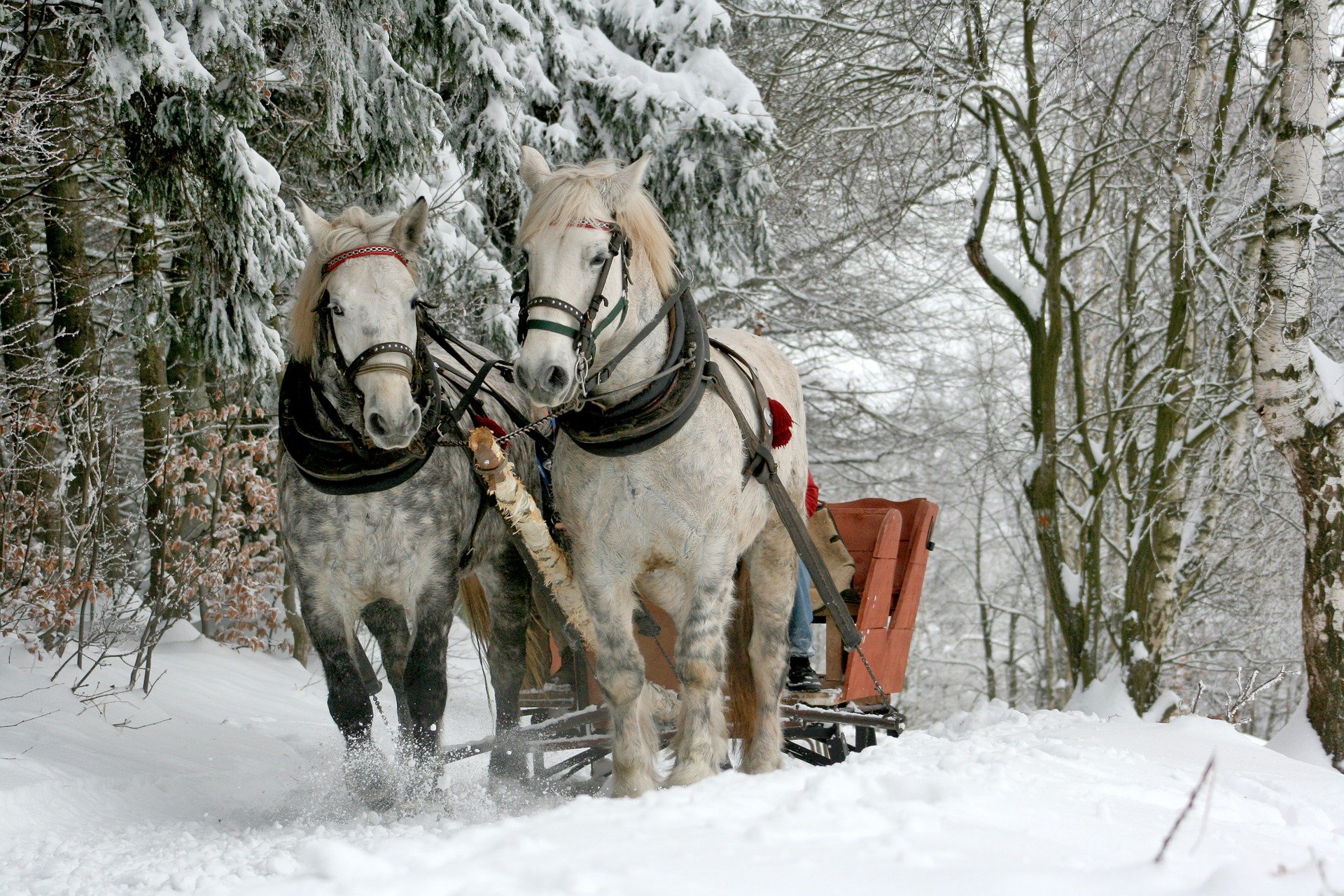 two horses pulling sleigh in snow