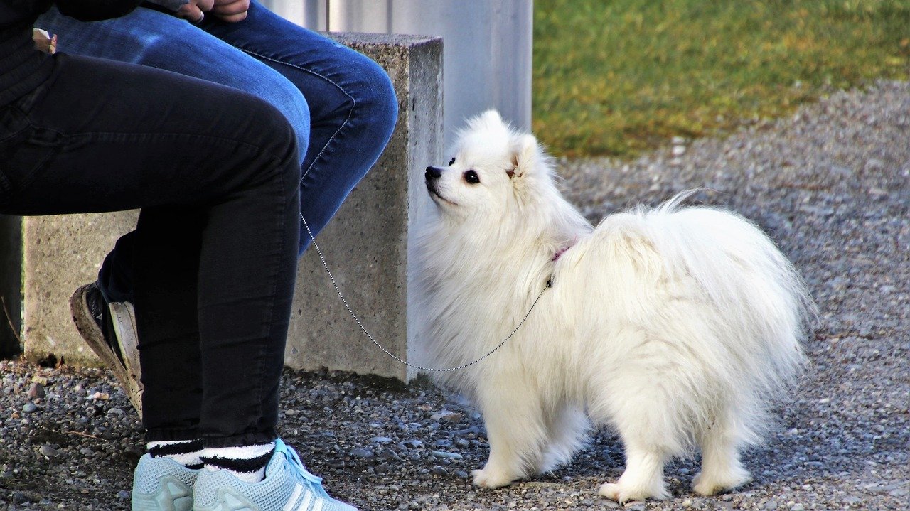 Pomeranian Dog by Two People Sitting on a Bench