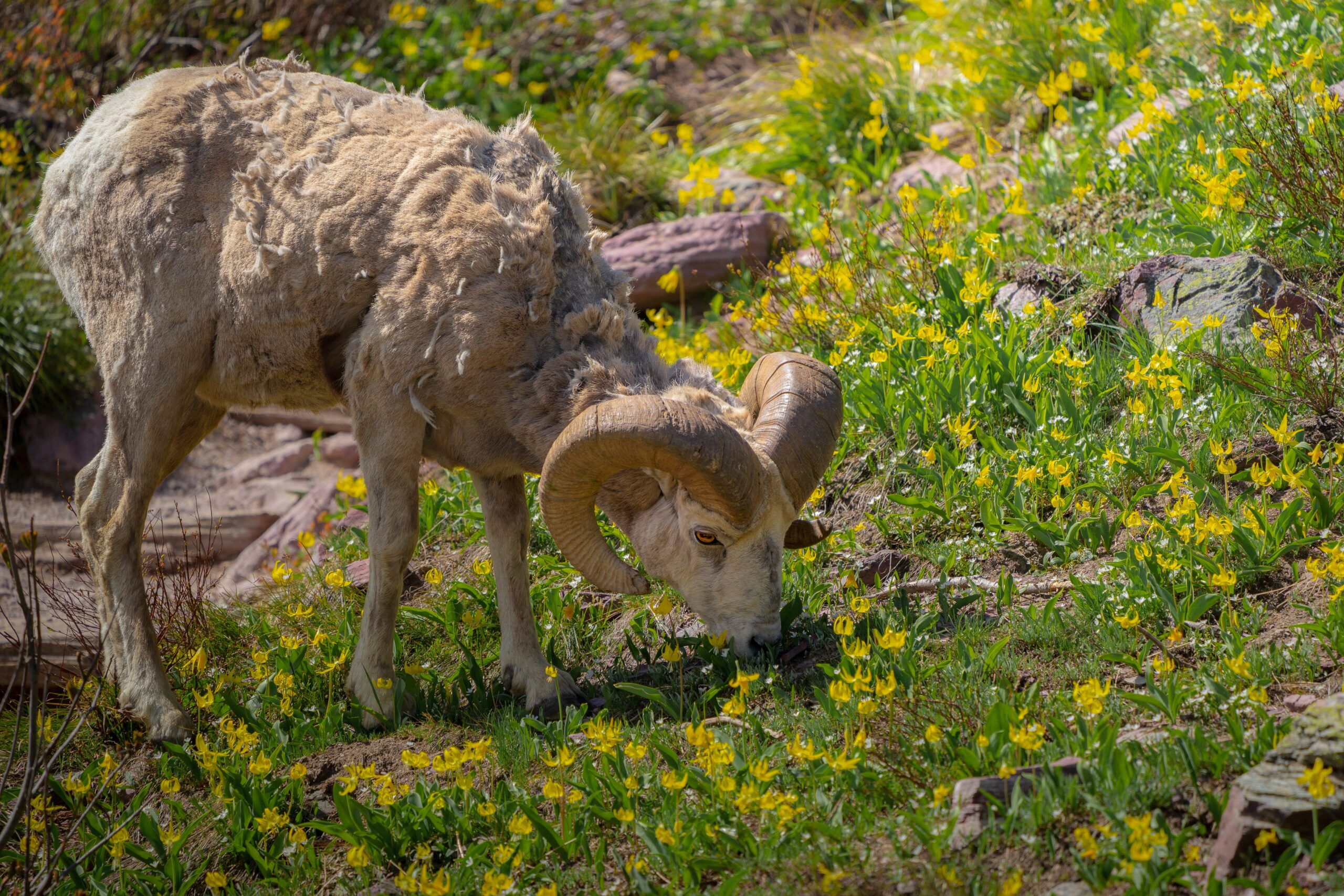 Big Horn Goat - Durango Colorado Wildlife