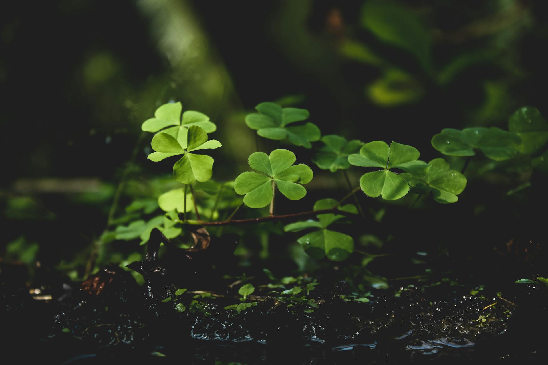 Celebrate St. Patrick's Day in Durango, CO
