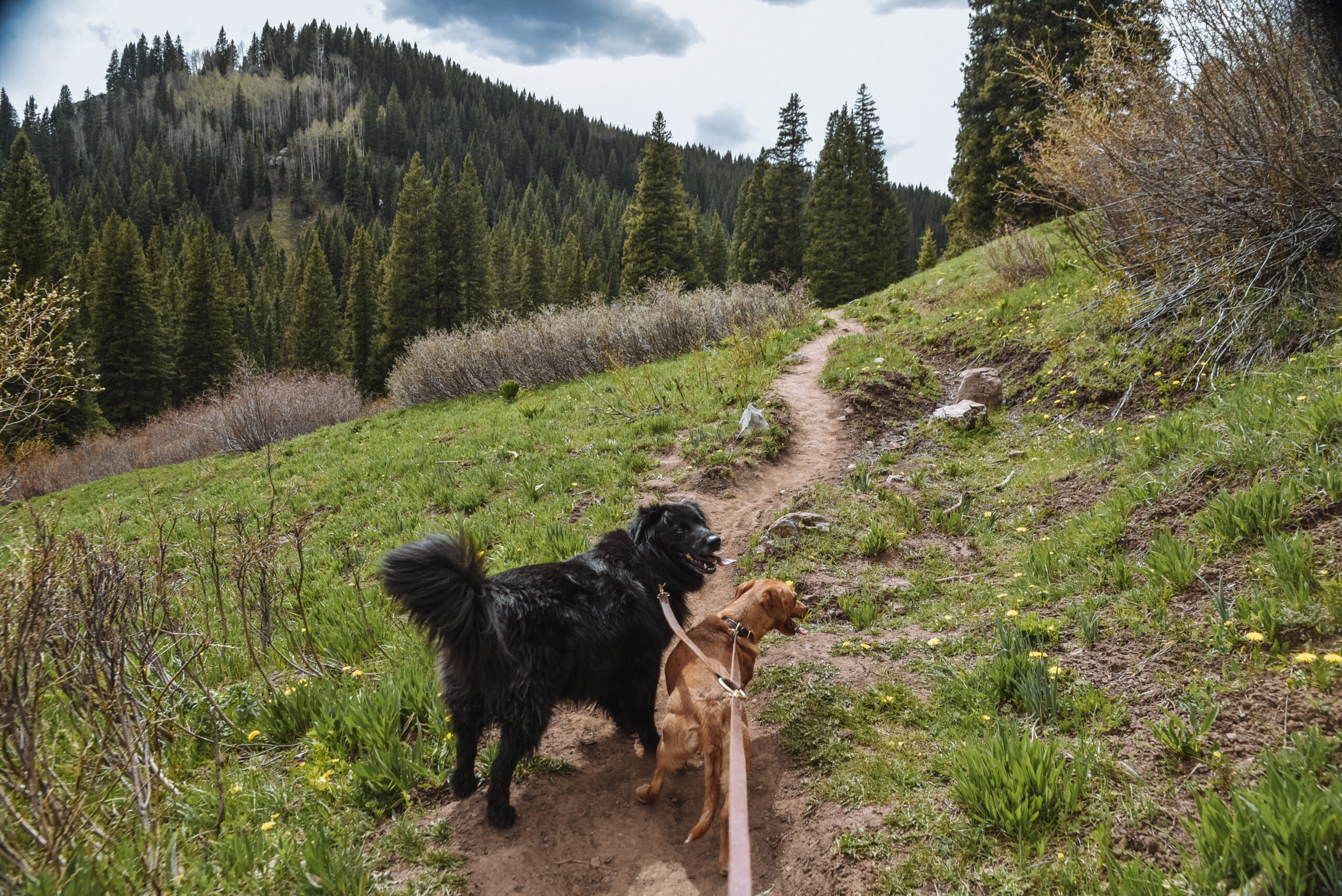 Dogs Hiking Castle Rock in the Rockies in Durango Colorado
