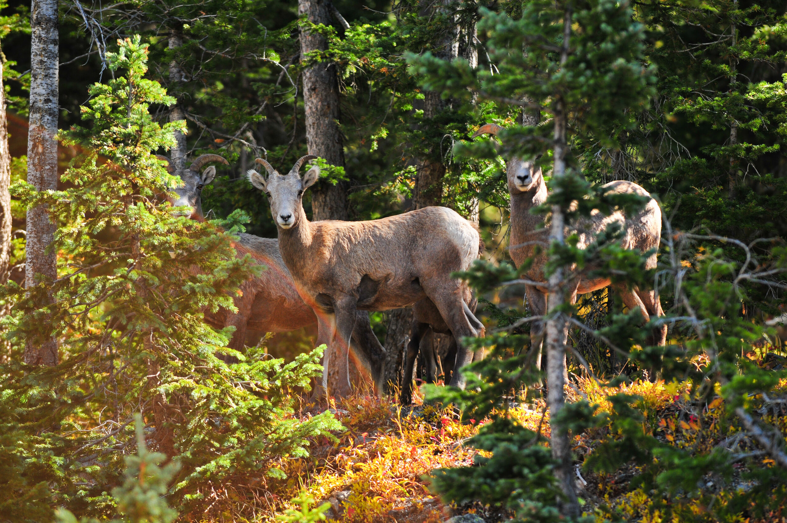 Bighorn Sheep in Durango